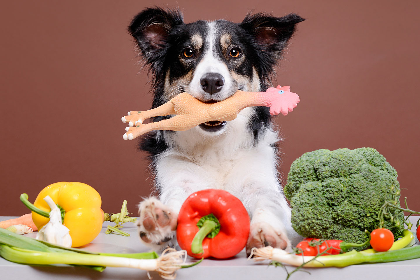 Helsetest Elite for kjæledyr med analyse av matintoleranse