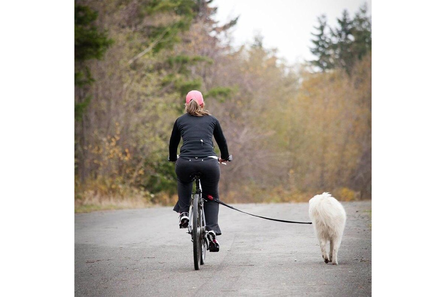 Elastisk cykelkoppel för hund (3 av 11)