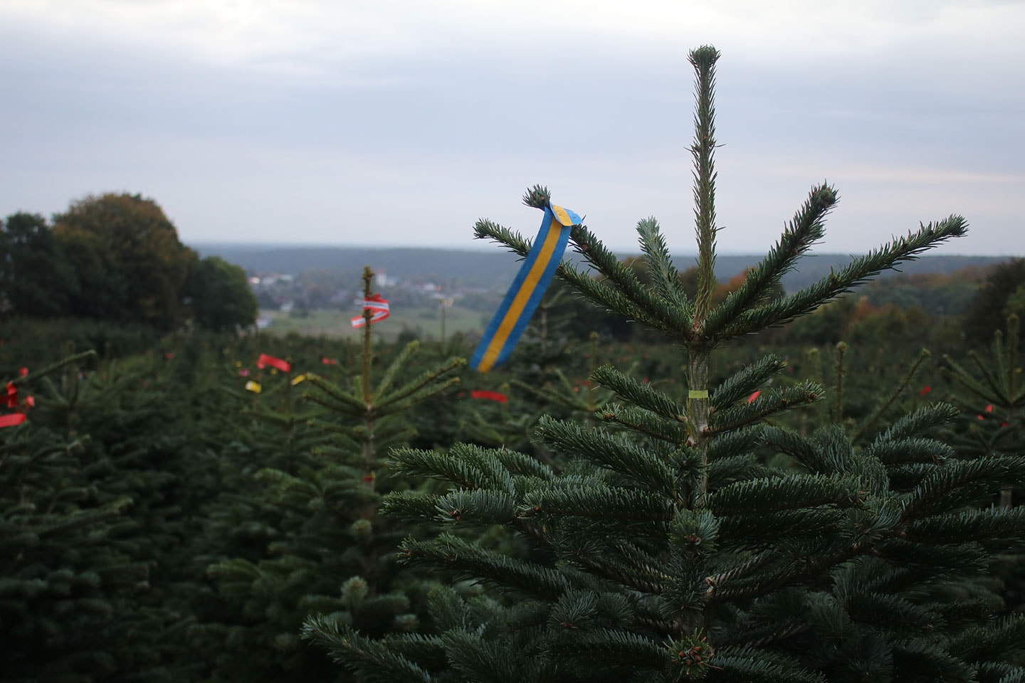 Svenska Granar julgran med valfri leveransdag direkt hem till dig (3 av 8) (4 av 8)