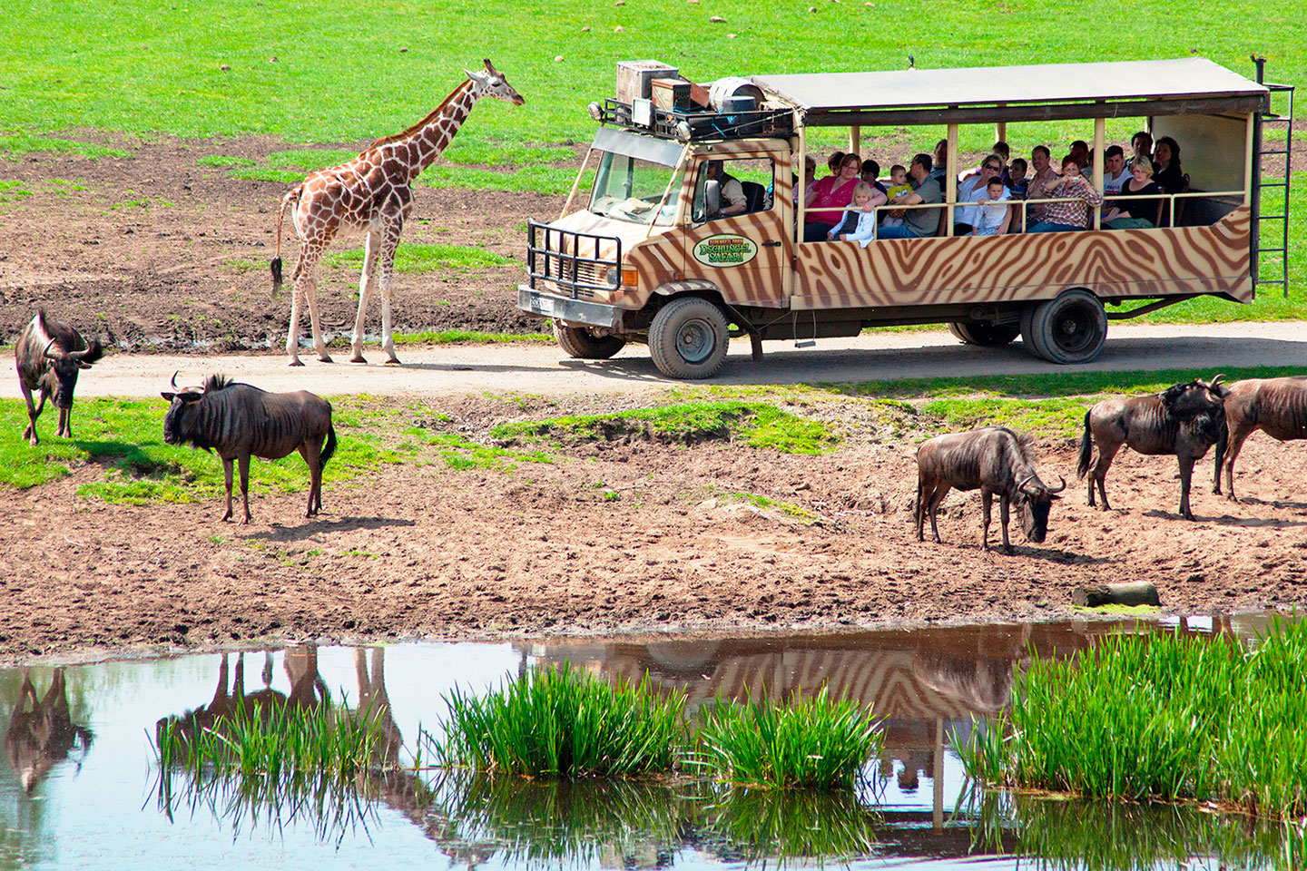 För 4: Färjeöverfart till Tyskland med boende & inträde till safaripark