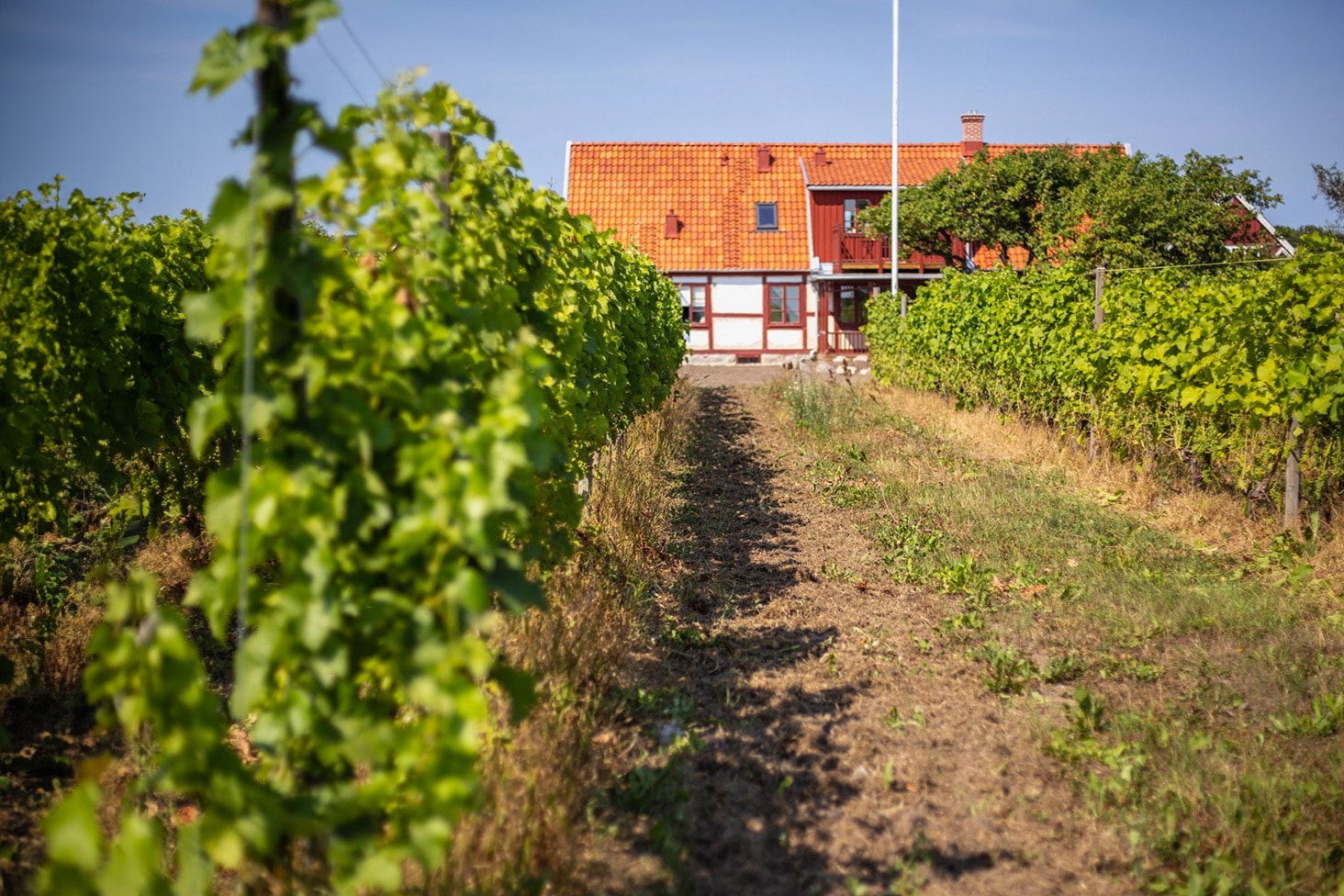 1 natt för 2 på Villa Brunnby med vingårdspaket på Kullabergs vingård (20 av 38)