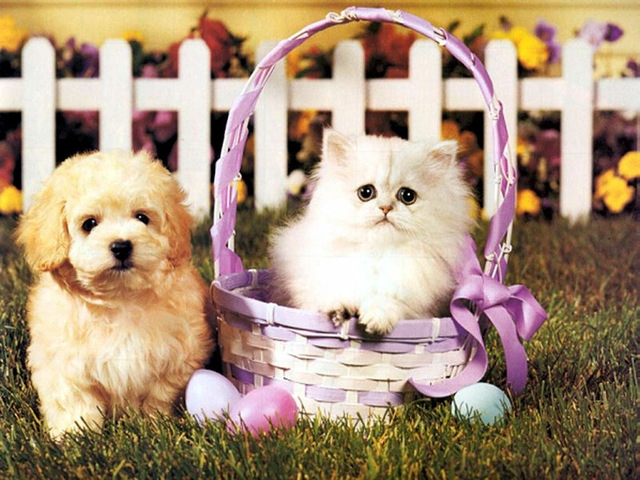Product Image for Diamond Painting / Diamantmålning - 30x40cm - Katt och Hund