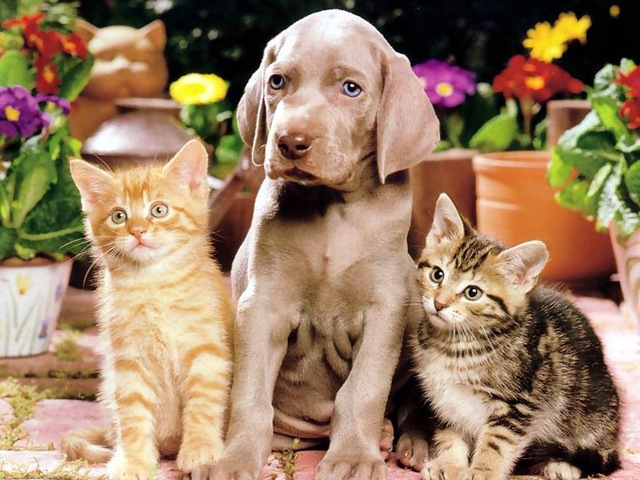 Product Image for Diamantmaleri - 30x40cm - Katt og hund