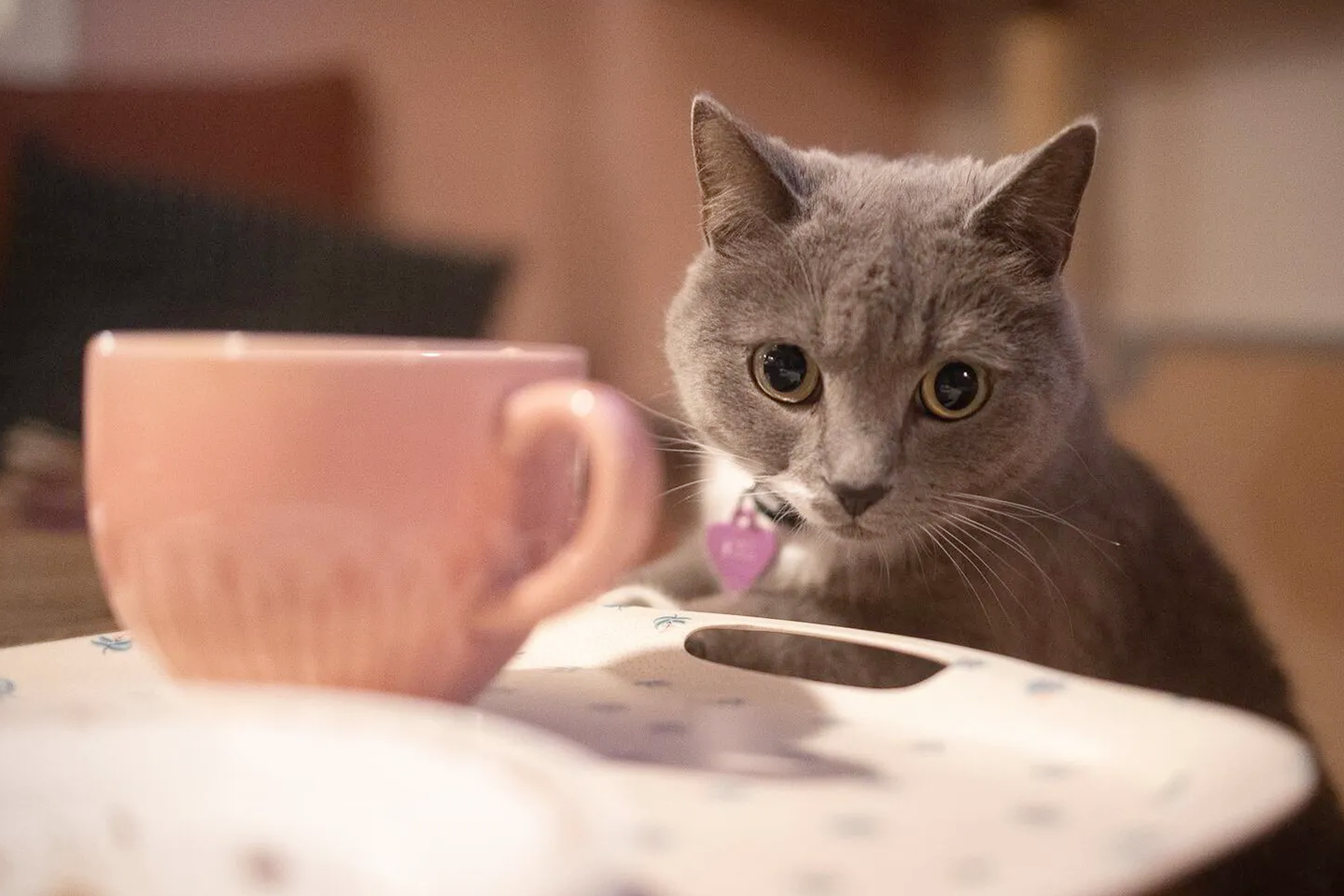 Katt-o-fika buffé 55 min hos Purrfect Café i Linné